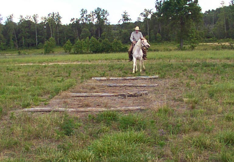 Confidence Course poles obstacles helps horse learn to regulate pace and be aware of obstacle and pace regulation