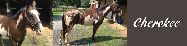 Horse for sale Cherokee