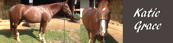 Horse for sale Katie Grace