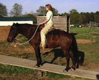 Horse confident and willing to pass over moving platform. Willing and trusting of leader rider.