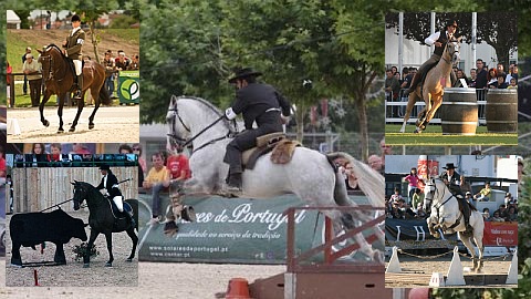 Working Equitation Clinic 