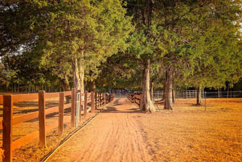 Cedar Lane