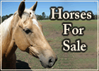 Horses For Sale