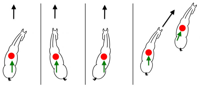 Classical Horse Side Movements