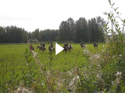 Open Range Cow Working Clinic in Finland - September 2012