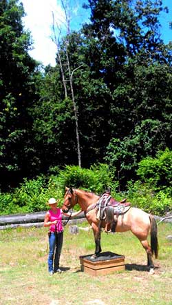 Horse Training