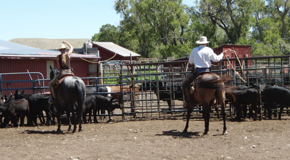 Roping Cattle during roping clinic