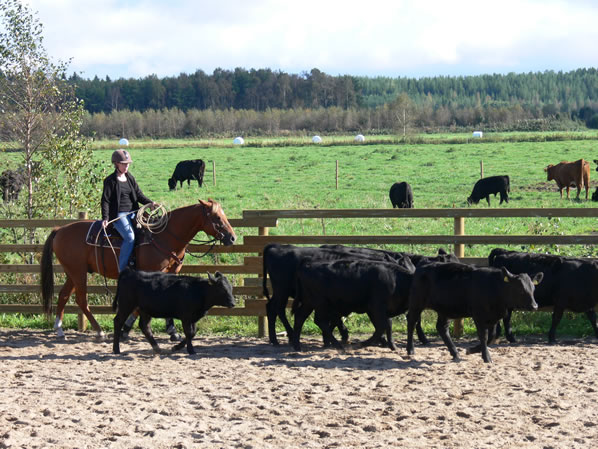Beginner roping clinic with cattle on a ranch