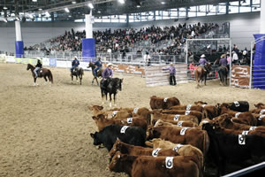 Verona Horse Fair